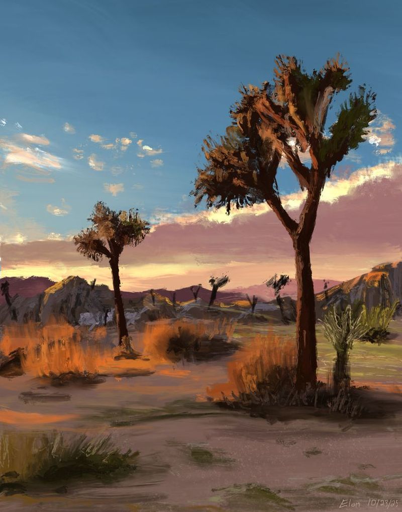 Joshua Tree sunset
